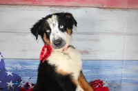 Walker AKC Tri, a male Australian Shepherd for sale in Royse City, TX – 3 of 10