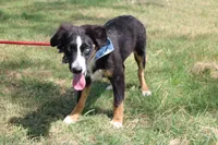 Knight ASDR, In Puppy Pre-K , a male Australian Shepherd for sale in Royse City, TX – 4 of 10
