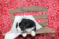 Amarillo ASDR Miniature Australian Shepherd , a male Miniature Australian Shepherd for sale in Royse City, TX – 7 of 8