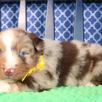 Cayenne, a male Australian Shepherd for sale in Royse City, TX – Photo 7 of 7