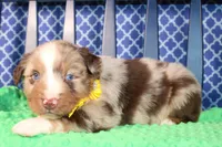 Cayenne, a male Australian Shepherd for sale in Royse City, TX – Photo 7 of 7
