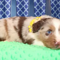 Cayenne, a male Australian Shepherd for sale in Royse City, TX – Photo 5 of 7