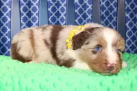 Cayenne, a male Australian Shepherd for sale in Royse City, TX – Photo 5 of 7