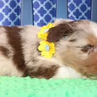 Cayenne, a male Australian Shepherd for sale in Royse City, TX – Photo 2 of 7