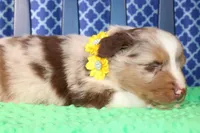 Cayenne, a male Australian Shepherd for sale in Royse City, TX – Photo 2 of 7