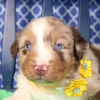 Cayenne, a male Australian Shepherd for sale in Royse City, TX – Photo 3 of 7