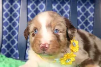 Cayenne, a male Australian Shepherd for sale in Royse City, TX – Photo 3 of 7