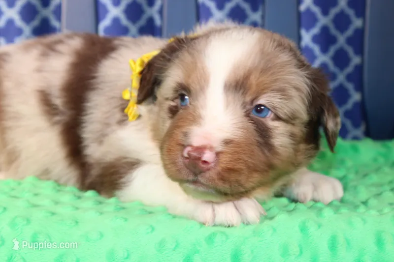 Cayenne, a male Australian Shepherd for sale in Royse City, TX – Photo 1 of 7