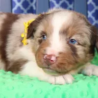 Cayenne, a male Australian Shepherd for sale in Royse City, TX – Photo 1 of 7