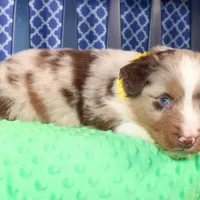 Cayenne, a male Australian Shepherd for sale in Royse City, TX – Photo 6 of 7