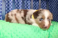 Cayenne, a male Australian Shepherd for sale in Royse City, TX – Photo 6 of 7