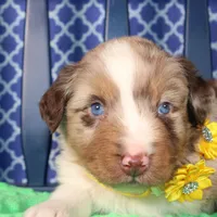 Cayenne, a male Australian Shepherd for sale in Royse City, TX – Photo 4 of 7