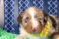 Cayenne, a male Australian Shepherd for sale in Royse City, TX – Photo 4 of 7