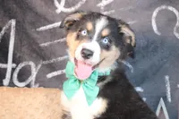 Brooks AKC , a male Australian Shepherd for sale in Royse City, TX – 1 of 9