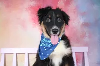 Keno AKC Puppy Pre-K Graduate, a male Australian Shepherd for sale in Royse City, TX – 2 of 9