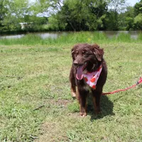Storm, a female Australian Shepherd for sale in Royse City, TX – Photo 10 of 10