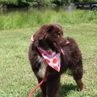 Storm, a female Australian Shepherd for sale in Royse City, TX – Photo 9 of 10