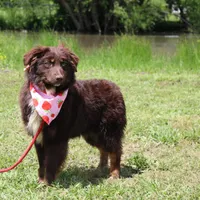 Storm, a female Australian Shepherd for sale in Royse City, TX – Photo 8 of 10
