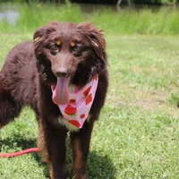 Storm, a female Australian Shepherd for sale in Royse City, TX – Photo 7 of 10