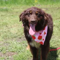 Storm, a female Australian Shepherd for sale in Royse City, TX – Photo 6 of 10