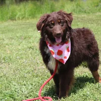 Storm, a female Australian Shepherd for sale in Royse City, TX – Photo 1 of 10