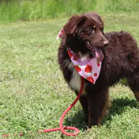 Storm, a female Australian Shepherd for sale in Royse City, TX – Photo 2 of 10