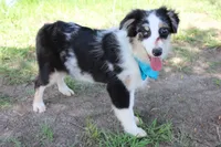 Knox, a male Australian Shepherd for sale in Royse City, TX – 1 of 10