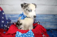 Colt AKC Blue Merle, a male Australian Shepherd for sale in Royse City, TX – 6 of 10