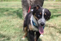 Nobel ASDR in Puppy Pre-K, a male Australian Shepherd for sale in Royse City, TX – 4 of 10