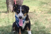 Nobel ASDR in Puppy Pre-K, a male Australian Shepherd for sale in Royse City, TX – 3 of 10
