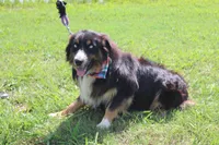 Beignet, a male Australian Shepherd for sale in Royse City, TX – 5 of 7