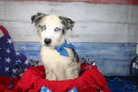 Colt AKC Blue Merle, a male Australian Shepherd for sale in Royse City, TX – 1 of 10