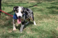 Baron ASDR Puppy Pre-K in Progress, a male Australian Shepherd for sale in Royse City, TX – 8 of 9