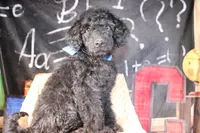 Clyde Puppy Pre-k Graduate, a male Miniature Aussiedoodle for sale in Royse City, TX – 10 of 10