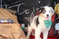 Hank AKC , a male Australian Shepherd for sale in Royse City, TX – 7 of 9