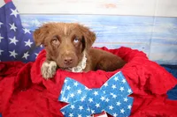 Cassidy AKC Red Tri Female, a female Australian Shepherd for sale in Royse City, TX – 6 of 9