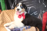 Cash AKC , a male Australian Shepherd for sale in Royse City, TX – 6 of 10