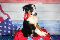 Walker AKC Tri, a male Australian Shepherd for sale in Royse City, TX – 2 of 10