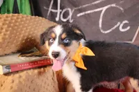 Waylon AKC, a male Australian Shepherd for sale in Royse City, TX – 5 of 10