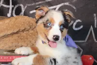 Rain ASCA/ASDR, a female Australian Shepherd for sale in Royse City, TX – 4 of 9