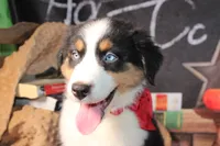 Cash AKC , a male Australian Shepherd for sale in Royse City, TX – 8 of 10