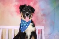 Keno AKC Puppy Pre-K Graduate, a male Australian Shepherd for sale in Royse City, TX – 7 of 9