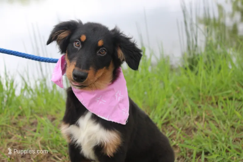 Bayou Puppy Pre-K Graduate – Australian Shepherd puppy for sale in Royse City, TX