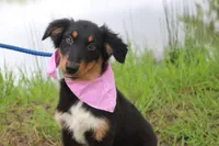 Bayou Puppy Pre-K Graduate, a male Australian Shepherd for sale in Royse City, TX – 1 of 9
