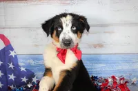 Walker AKC Tri, a male Australian Shepherd for sale in Royse City, TX – 8 of 10