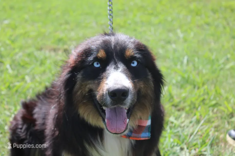 Beignet – Australian Shepherd puppy for sale in Royse City, TX