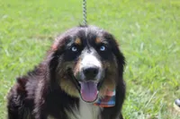Beignet, a male Australian Shepherd for sale in Royse City, TX – 1 of 7