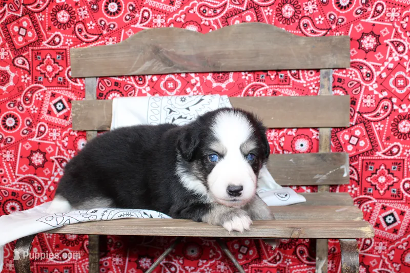Lubbock ASDR Minatare Australian Shepherd – Miniature Australian Shepherd puppy for sale in Royse City, TX