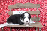 Lubbock ASDR Minatare Australian Shepherd, a male Miniature Australian Shepherd for sale in Royse City, TX – 1 of 8