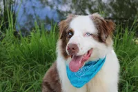 Bevo, a male Australian Shepherd for sale in Royse City, TX – 9 of 9
